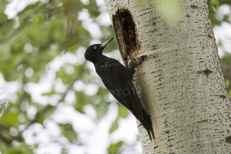 Black Woodpecker