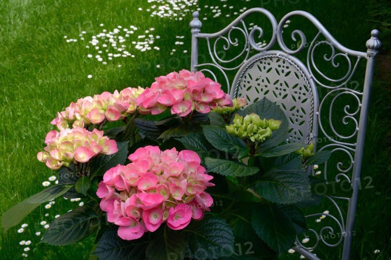 Flowering hydrangea