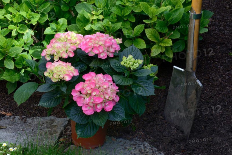 Flowering hydrangea in pot and spade