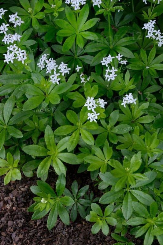 Flowering woodruff