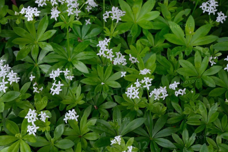 Flowering woodruff