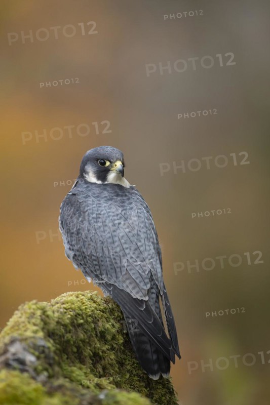 Peregrine falcon