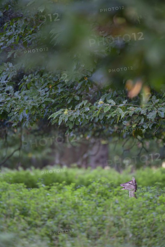 Fallow deer