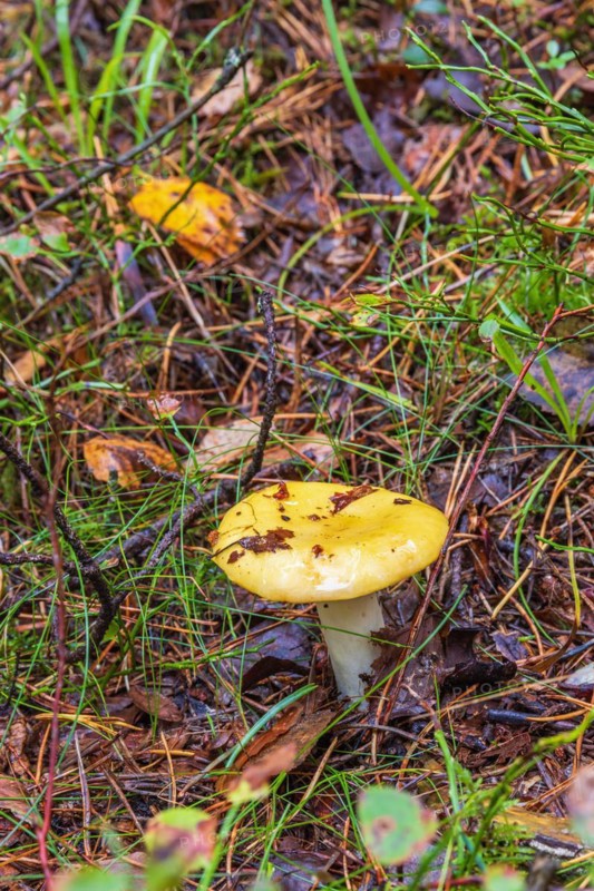 Yellow swamp russula