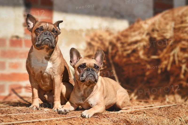 Pair of fawn French Bulldog dogs posing between hay bales