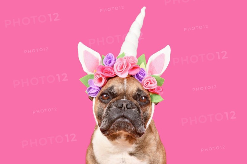French Bulldog dog wearing unicorn costume headband with flowers in front of pink background