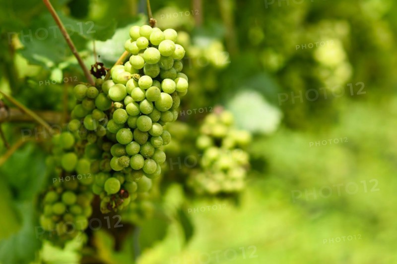 Bunch of small green wine grapes in vineyard