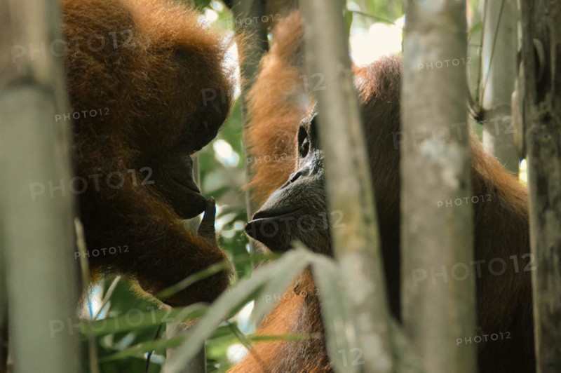 Mother and juvenile sumatran orangutan