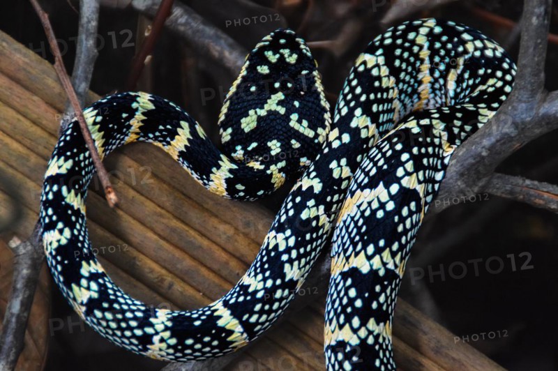Female Tropidolaemus wagleri