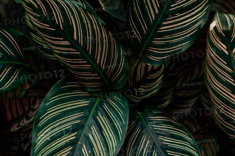 Close up of Calathea Ornata or Sanderiana Evergreen