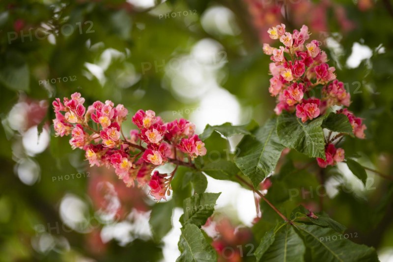 Red-flowered horse chestnut