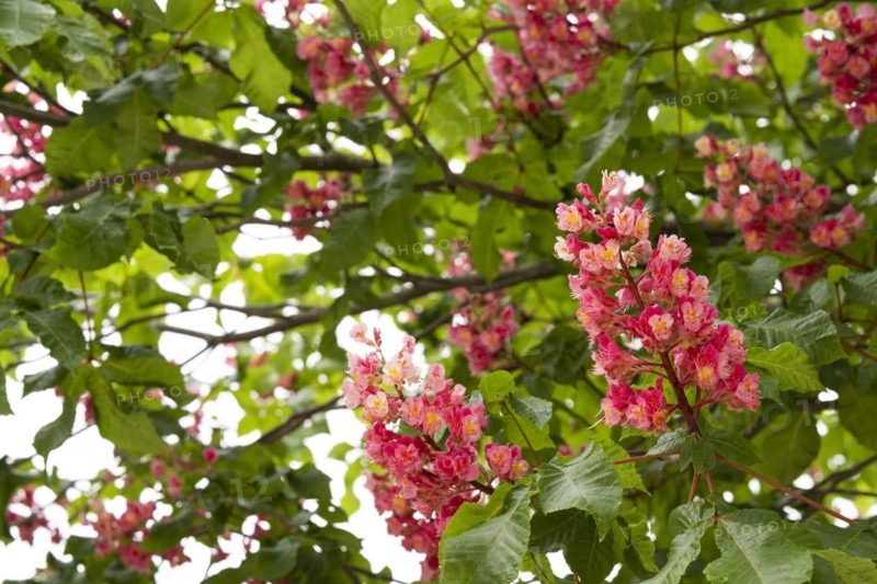 Red-flowered horse chestnut