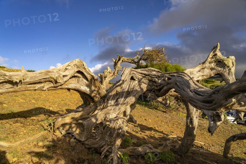 Juniper tree Sabina shaped by the wind near El Sabinar