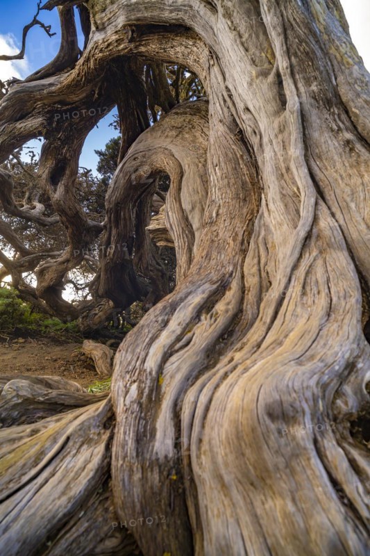 Juniper tree Sabina shaped by the wind near El Sabinar