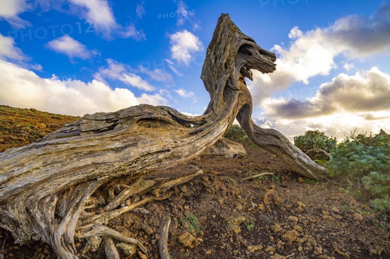 Juniper tree Sabina shaped by the wind near El Sabinar