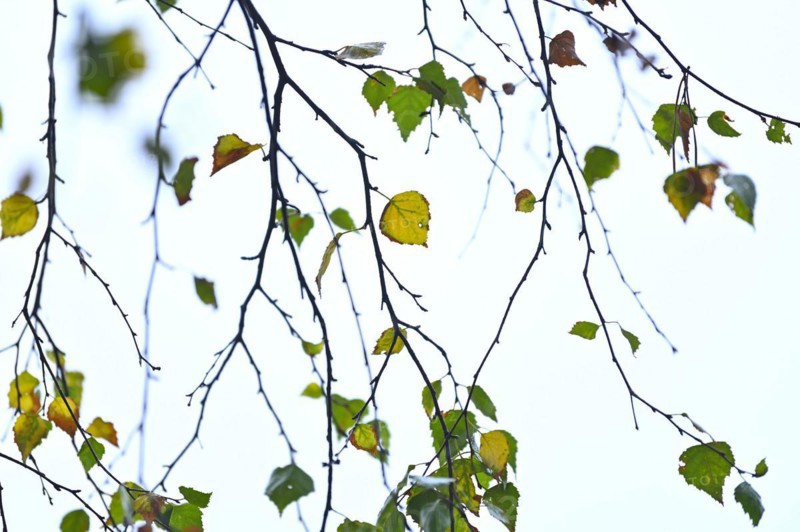 Birch