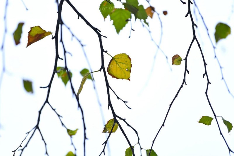 Birch