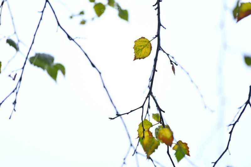 Birch