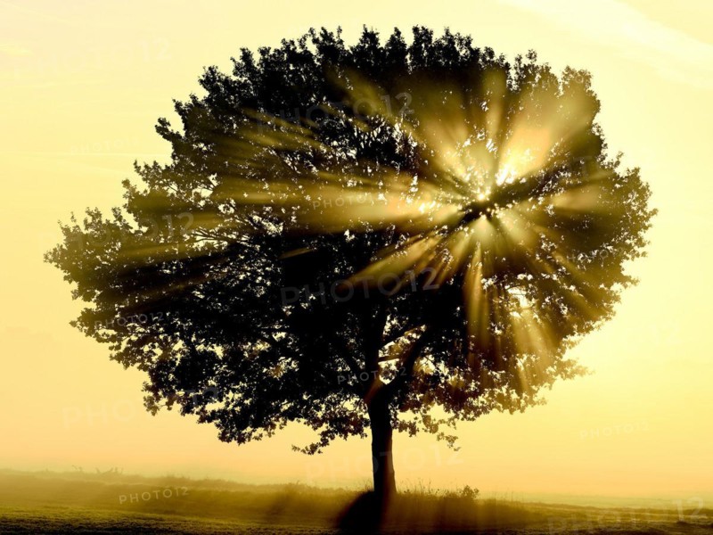 English oak