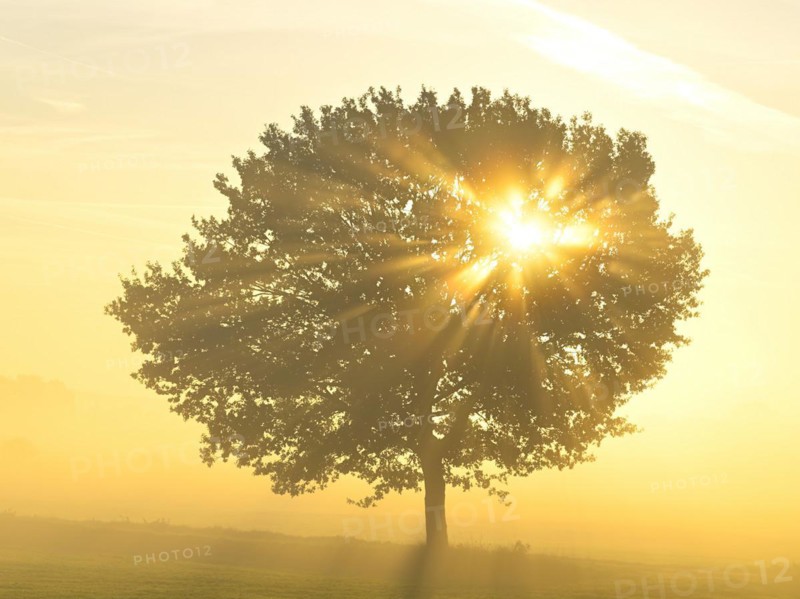English oak