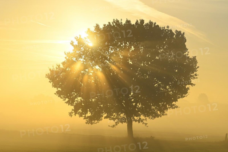 English oak