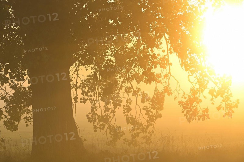 Autumn poplar