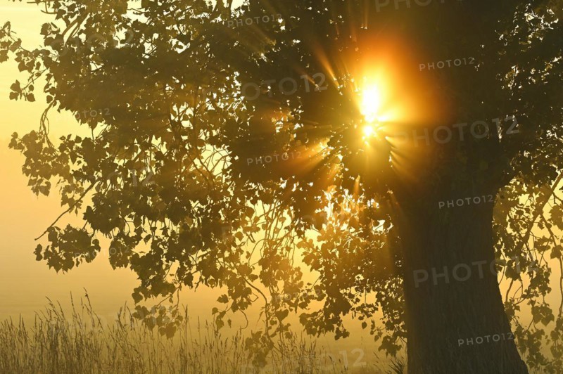 Autumn poplar