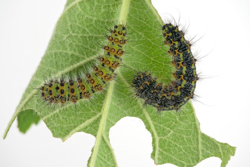 Two caterpillars of the small night peacock