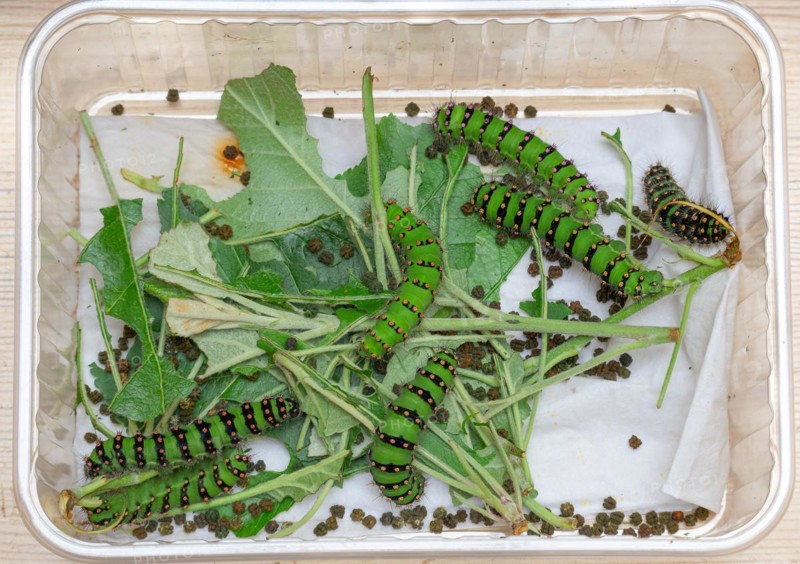 Breeding of caterpillars of the small night peacock