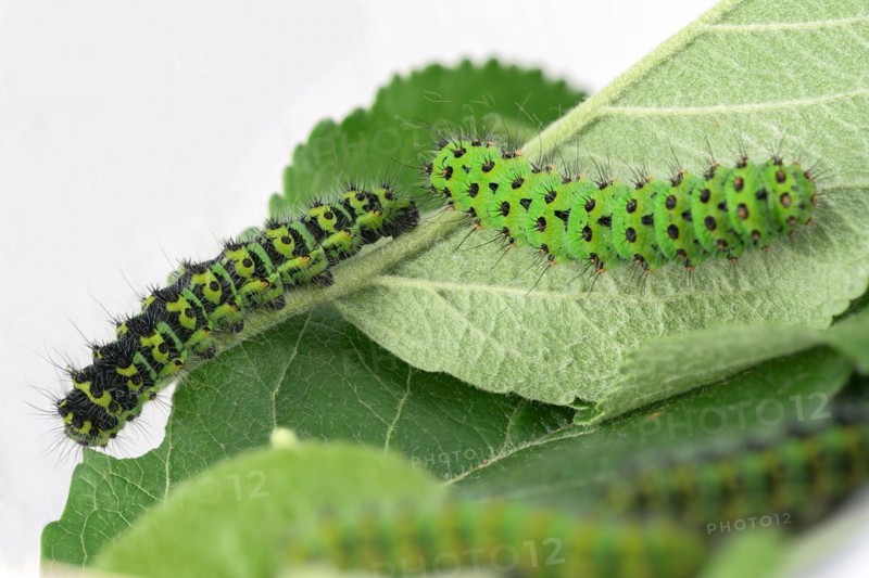 Two caterpillars of the small night peacock