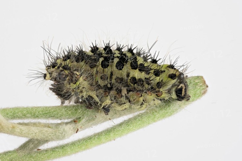 Caterpillar skin of the small night peacock