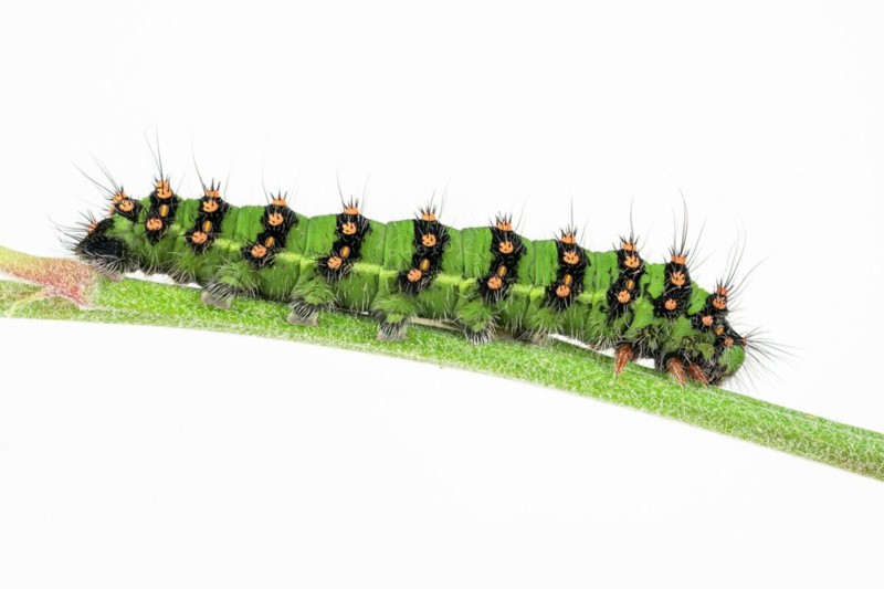 Caterpillar of the small night peacock