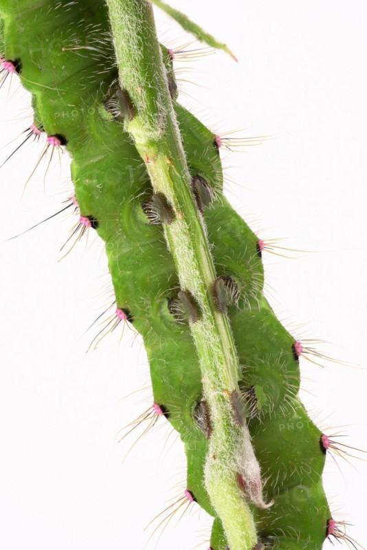 Caterpillar of the small night peacock