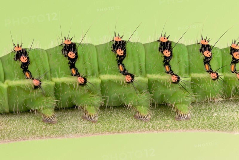 Caterpillar of the small night peacock