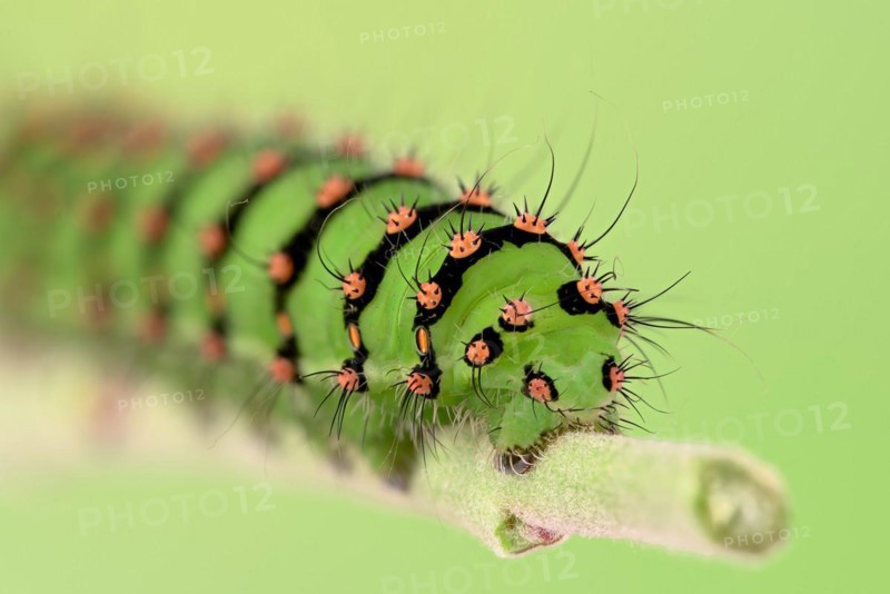 Caterpillar of the small night peacock
