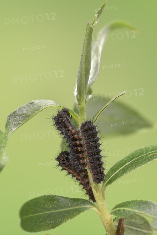 Small emperor moth