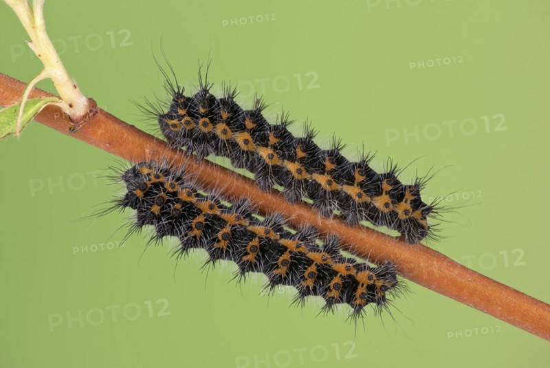 Small emperor moth