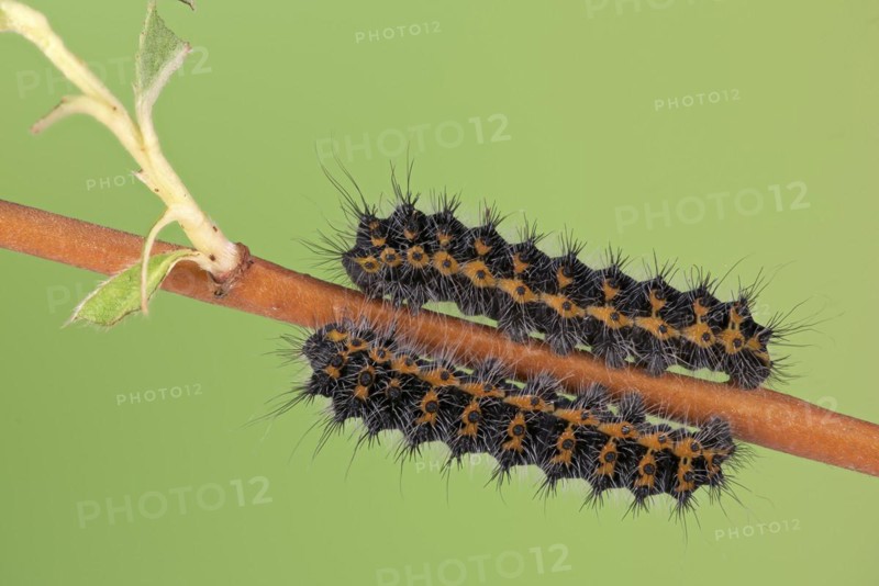 Small emperor moth