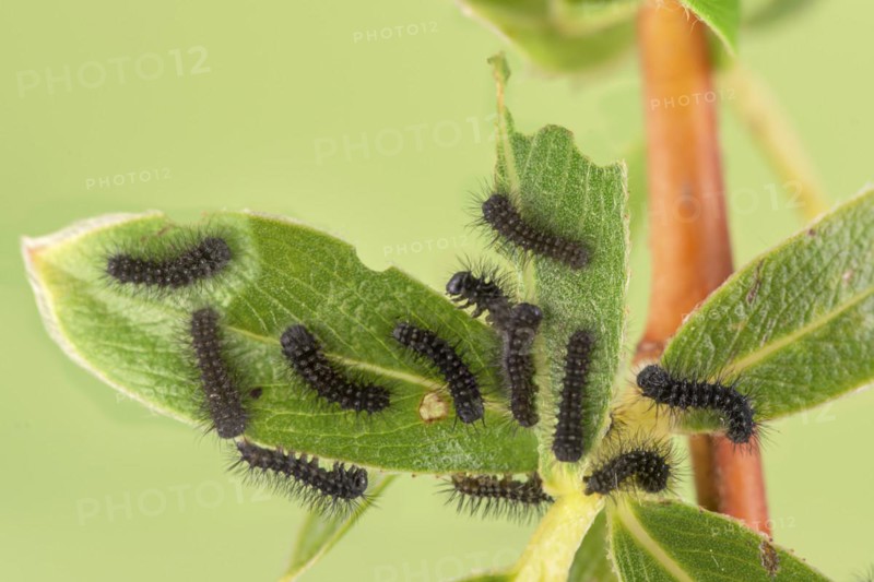 Small emperor moth