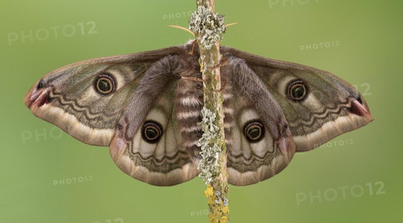 Small emperor moth
