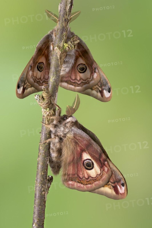 Small emperor moth
