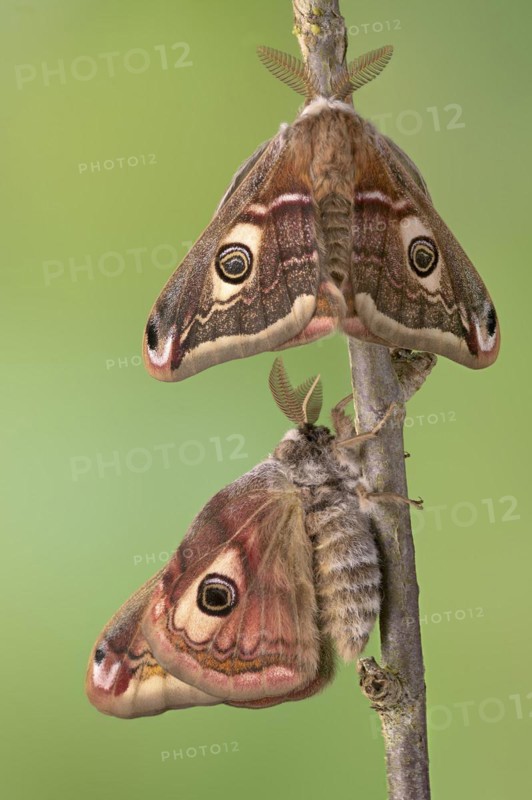 Small emperor moth