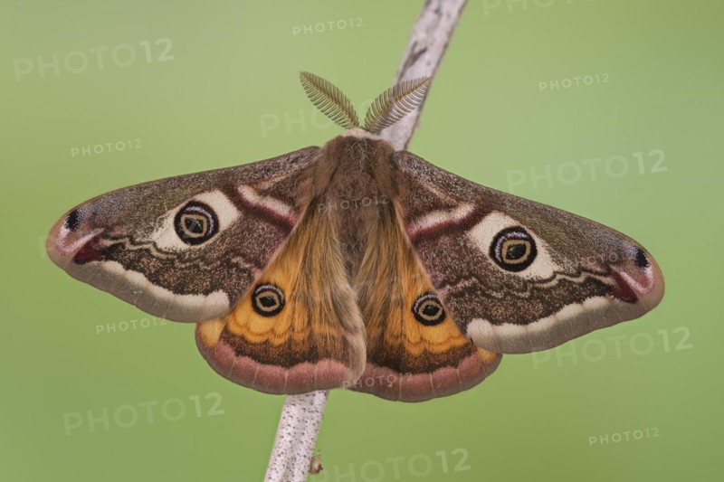 Small emperor moth
