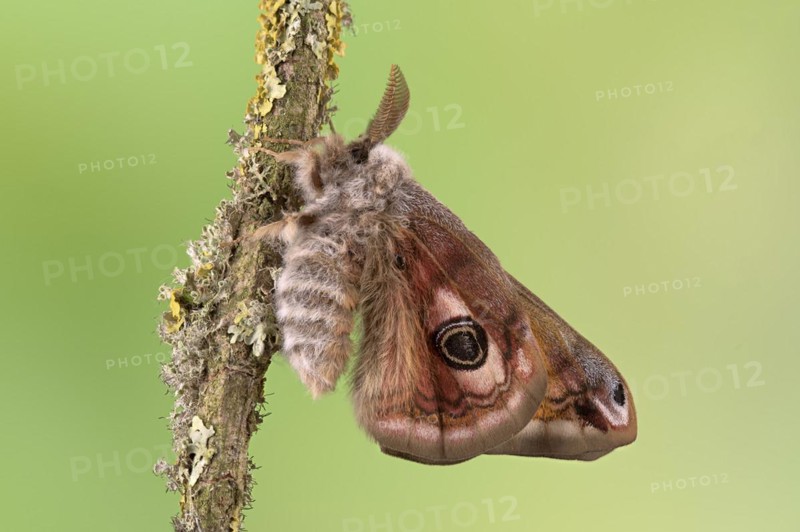 Small emperor moth
