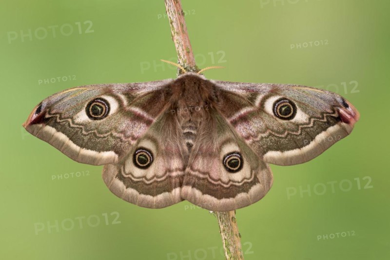 Small emperor moth