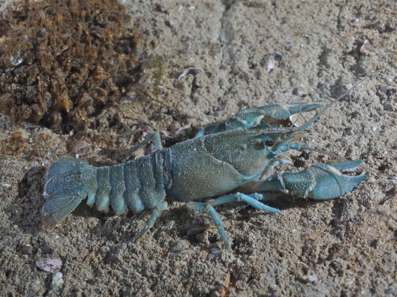 European crayfish