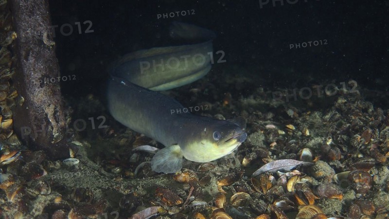European eel