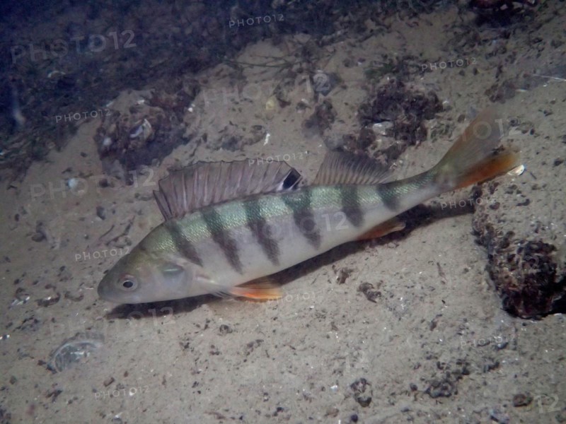 European perch