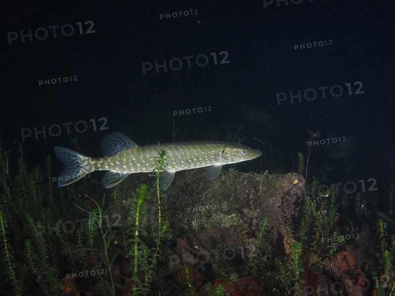 Pike