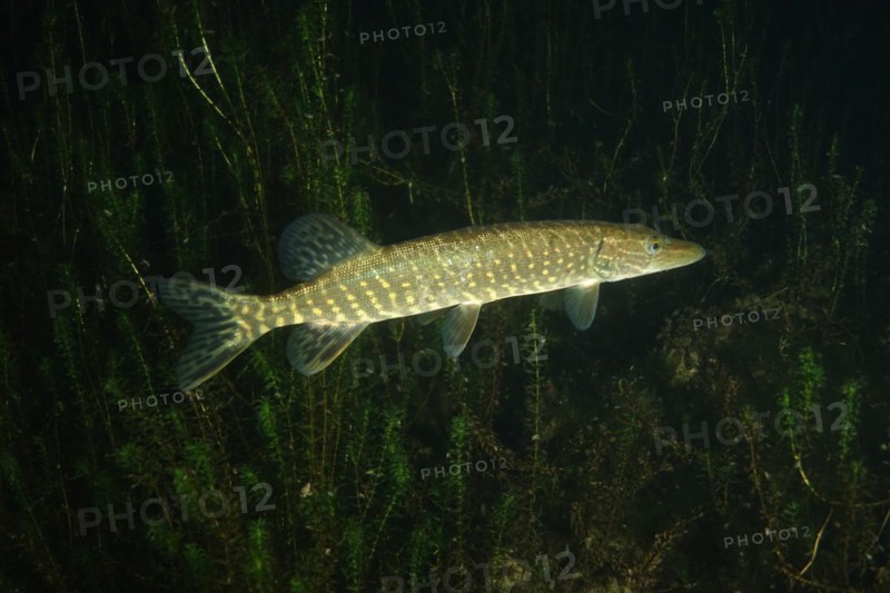Pike